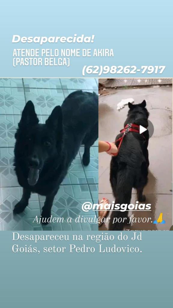 agropetshow's tweet photo. Gente essa cachorra que atende pelo nome de akira está desaparecida a dona está desesperada atrás. As informações estão na foto. https://t.co/UiYvU2BwD6