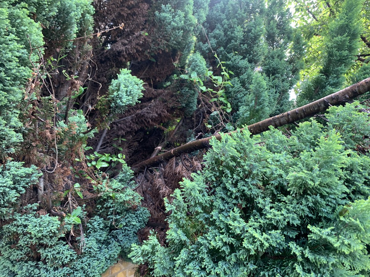 sarellano007's tweet photo. @IslingtonBC what can we do about a tree obstruction on Elmore street? It seems to be a safety issue at this point. It’s outside of 53a Elmore Street https://t.co/68Am5HaB0B