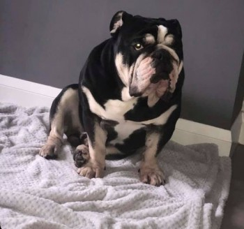 🆘29 JULY 2021. Disappeared following a break in
#STOLEN #ScanMe Black / White Bulldog Male
nr Warrington Street #Fenton #StokeOnTrent #Staffordshire #Staffs #ST4
SIGHTINGS PLZ ☎️07967 257634
doglost.co.uk/dog-blog.php?d…