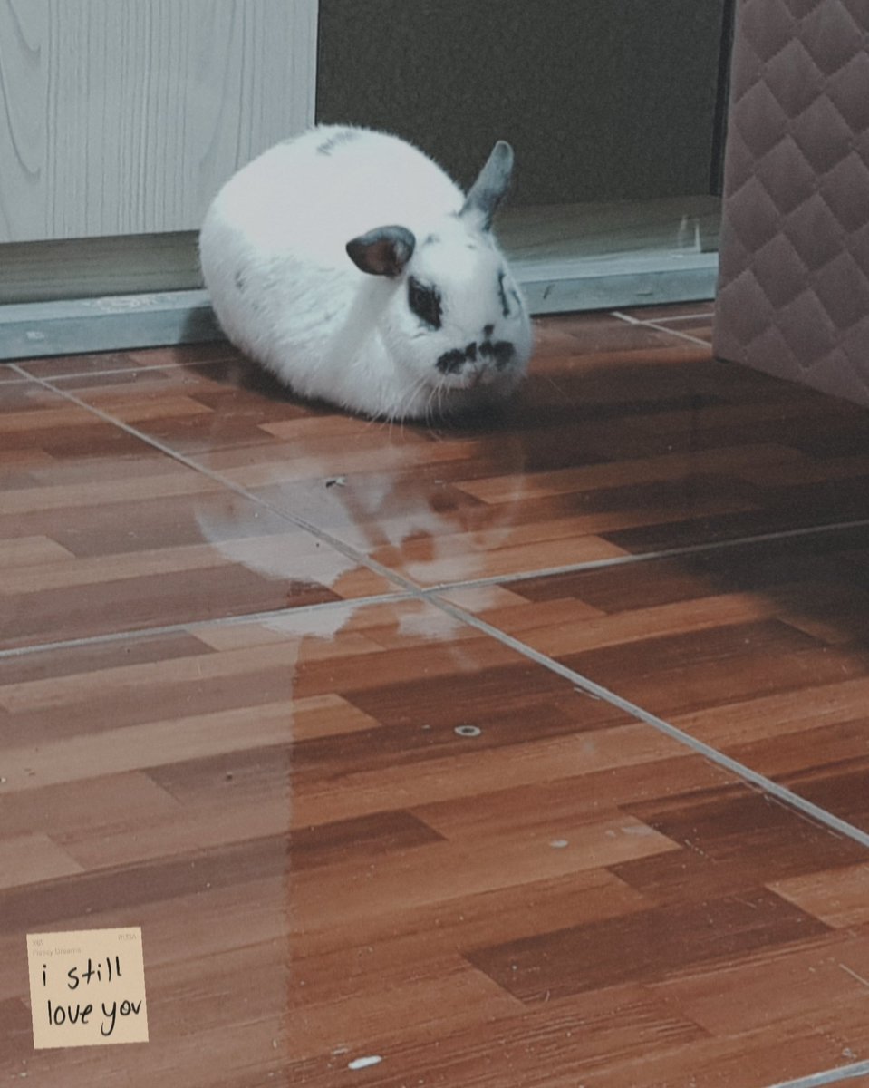 tokkaepi's tweet photo. Bunny update: cold morning. https://t.co/T1sSNifKQR