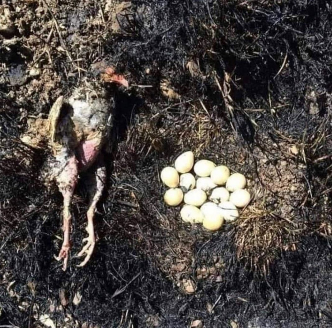 Oysa uçup gidebilirdi...

#memleketyaniyor