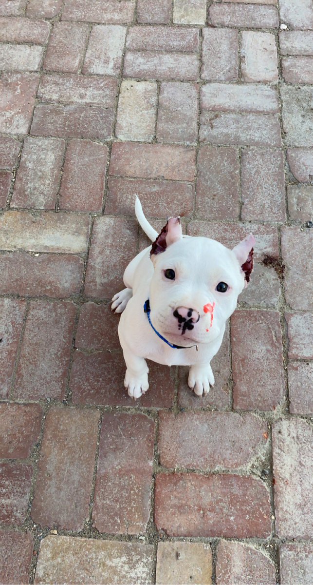 We are looking for our 12 week old American bully, his name is Drako. He is very kind and knows his name well. My girlfriend let him out and he slipped thru the fence. We live on Juneau Street in Elko. if anyone has seen him please DM me. He has a 10 month old boy to come home to