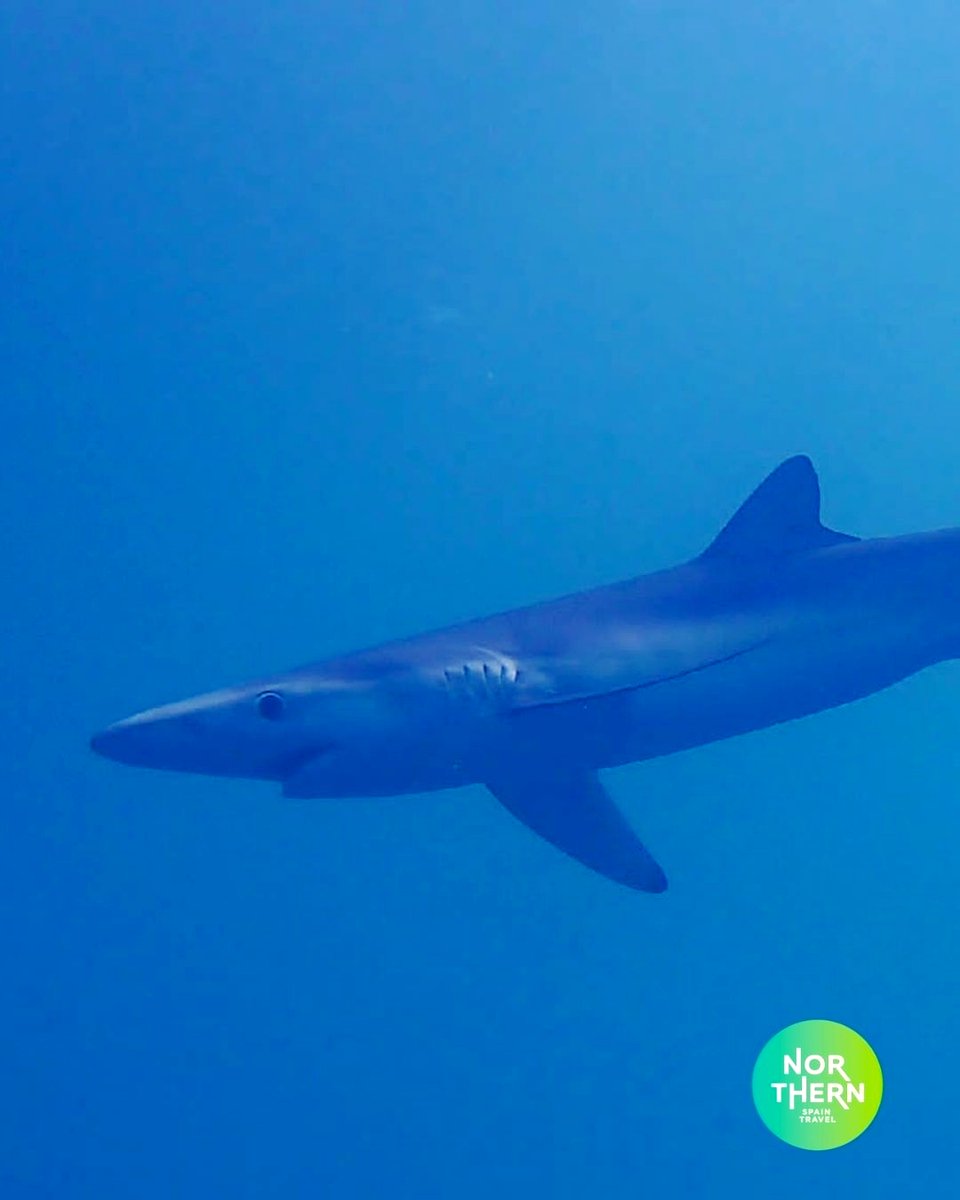NorthernSpainT's tweet image. 🦈 Exhilarating, exciting and fun! Come snorkel with sharks with #northernspaintravel

🐋 This is one of the most amazing experiences you can have in the middle of the Bizkaian coast.

#sharkproject

l8r.it/S50K