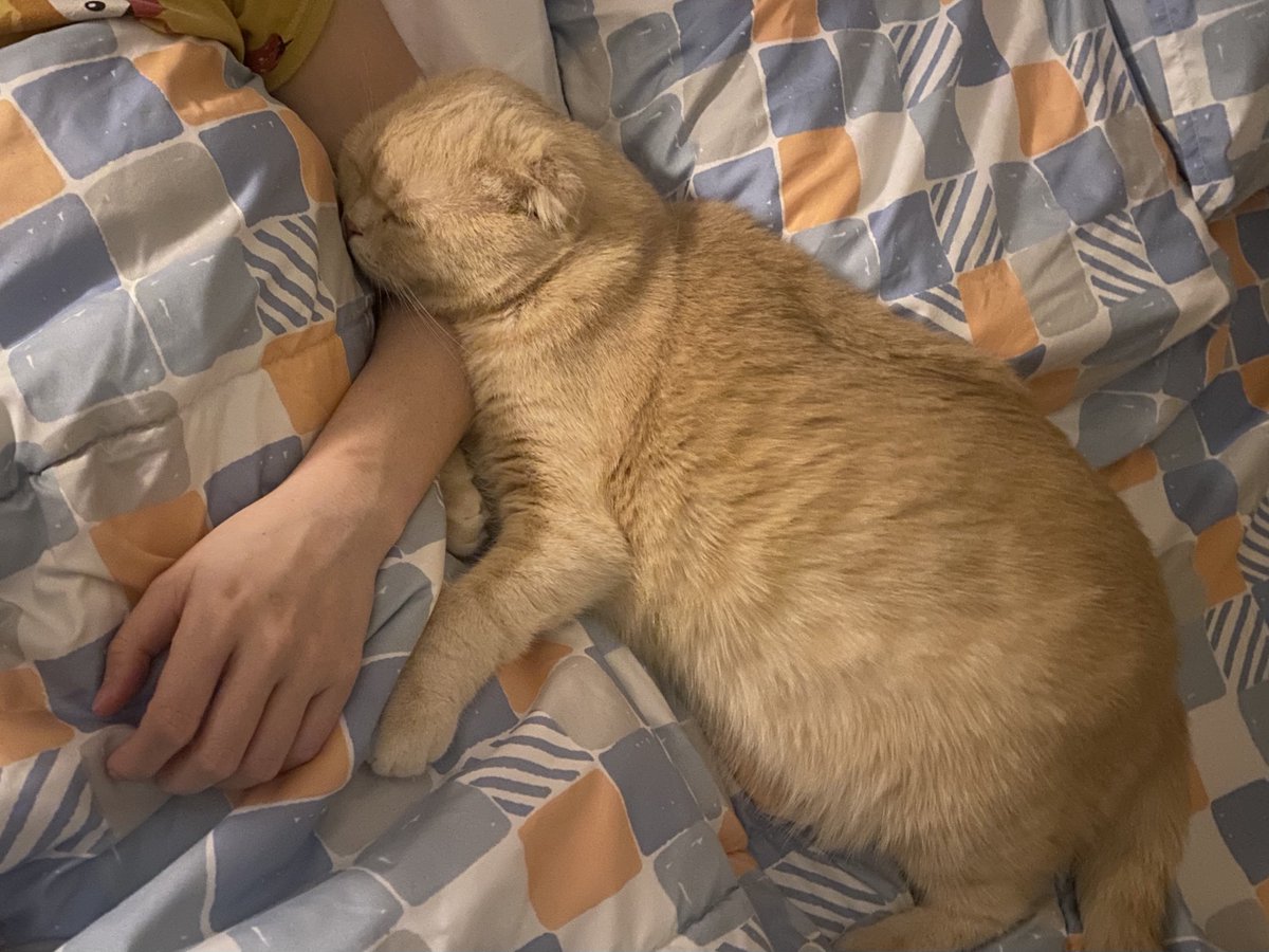 ประสบการณ์การนอนกับบีฟเวลลิงตัน