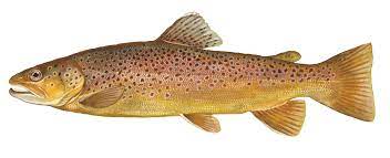 What's for lunch? How about some nice, fresh Trout from Schubert and the Chamber Music Festival of Lexington. Join us for the broadcast from noon-2 PM ET on WUKY.org HD-2 Essential Classics.