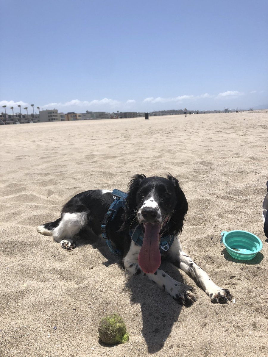 AmberPlant2's tweet photo. #aafpnc @KPSDFMR has the most pet friendly residency! Stay tuned all day for awesome pics of all our residents pets!! (Pictured: my pup Cali B at the beach in San Diego!) https://t.co/KHLci5oD58