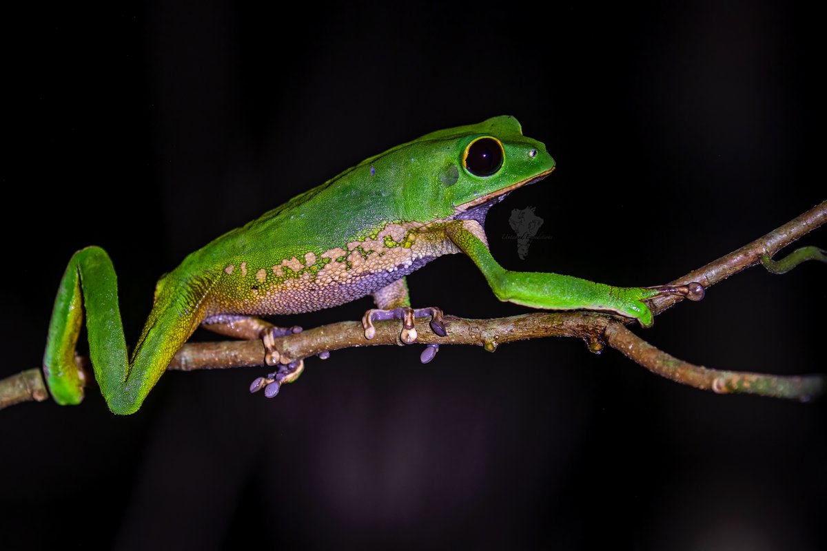 UntamedExp's tweet image. A black-eyed monkey frog. Nocturnal and arboreal they live up in the trees by day but descend lower at night.

Untamed Peruvian Amazon Expedition
untamed-expeditions.com

#monkeyfrog #herpphotography #TwitterNatureCommunity #thephotohour #bbcwildlifePOTD #natgeoyourshot
