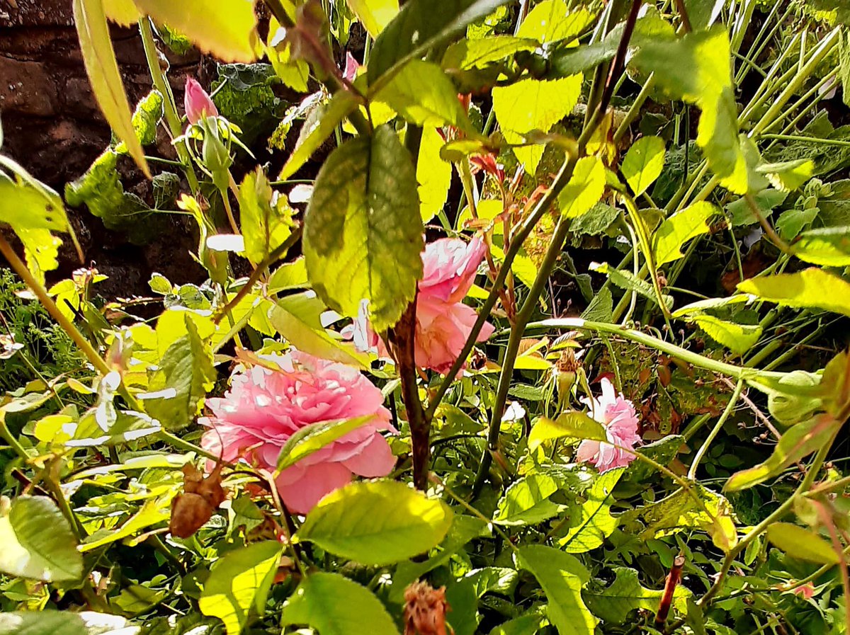 The Mayflower rose in Town Quay Park. <a href="/Mayflower400SC/">Mayflower 400 Southampton</a> <a href="/k_isham/">Katie Isham</a> <a href="/VisitSoton/">Visit Southampton</a> <a href="/townquay/">Town Quay Marina</a> <a href="/SotonStories/">Southampton Stories</a> <a href="/SeaCityMuseum/">SeaCity Museum</a> <a href="/EnniosSoton/">Ennio's Ristorante</a> <a href="/subseasaint/">Ian Lawler</a> <a href="/LadyOfAManor/">Jude</a> <a href="/rod21198/">Rod Andrews</a>