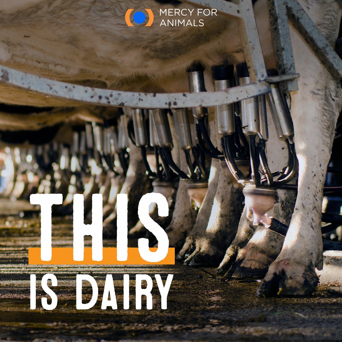 MercyForAnimals's tweet photo. We can help cows by choosing from all the wonderful plant-based milk, yogurt, cheese, and ice cream. What are your favorite plant-based dairy options? 🌱 https://t.co/MRxt6vtuA4