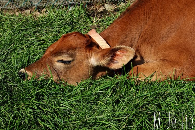 cowsjpg's tweet image. 