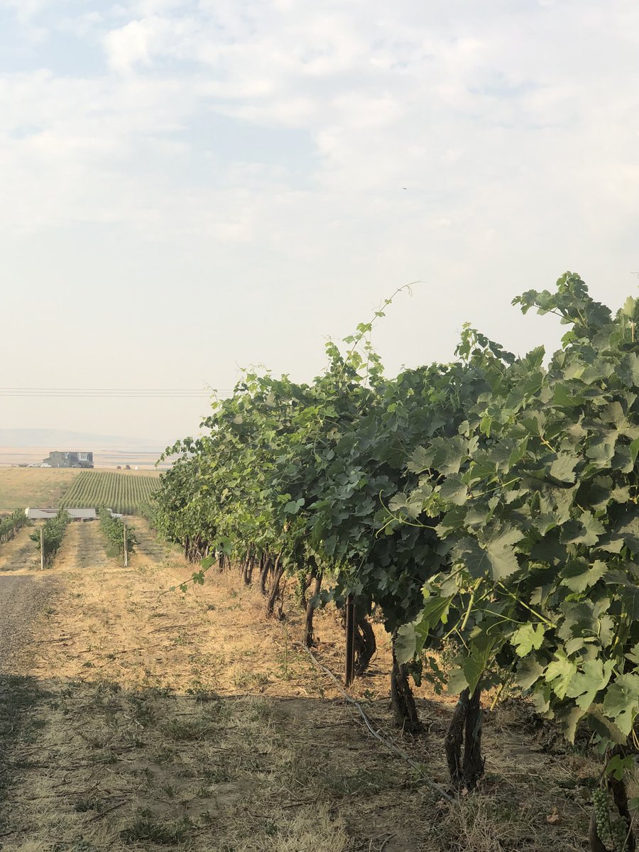 Hazy morning in the vineyard. #wallawallawine #drinkmorewine #cheers