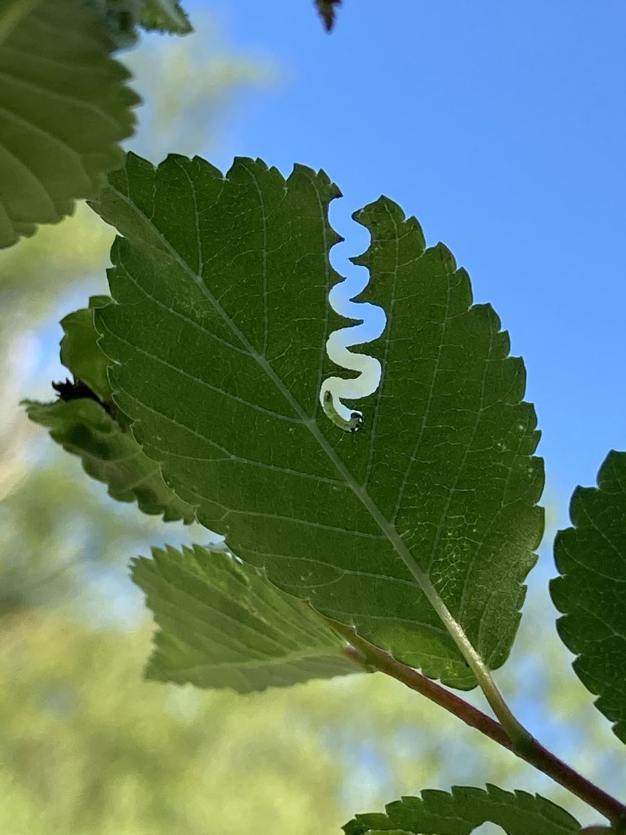 LibraryPocket's tweet photo. The appropriately named elm zigzag sawfly (Aproceros leucopoda) - both destructive and strangely beautiful.
#worm #Science #Physics #Technology #Astronomy #Neurology #Anatomy #Biology #Chemistry #Mathematics #university #Infographic #picture #Animal #Nature #Small_Pocket_Library https://t.co/9il3LLIduc