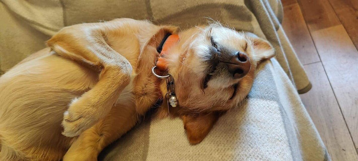 spanishstray's tweet photo. Sooooo sweepy. Fausto (was Braco) after lovely beach walkies 😴😴😴
Thanks Melissa Trottman, such a gorgeous picture 🥰
https://t.co/QMsKBDC7hx
#dogsarefamily #dogsarelove♥️ #sleepydog #dogsofspain https://t.co/TqRyQbi7hA
