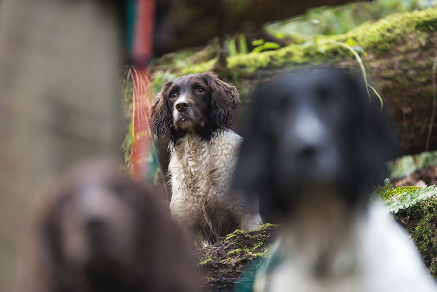 You can now book training with Stoneycairn Gundogs online. 

Simply visit our website below and click on the Book Training Session tab. You can choose a date, training, duration and pay.  

stoneycairn.com/gundog-trainin…  

#Stoneycairn #springerspaniel #cockerspaniels #labradors