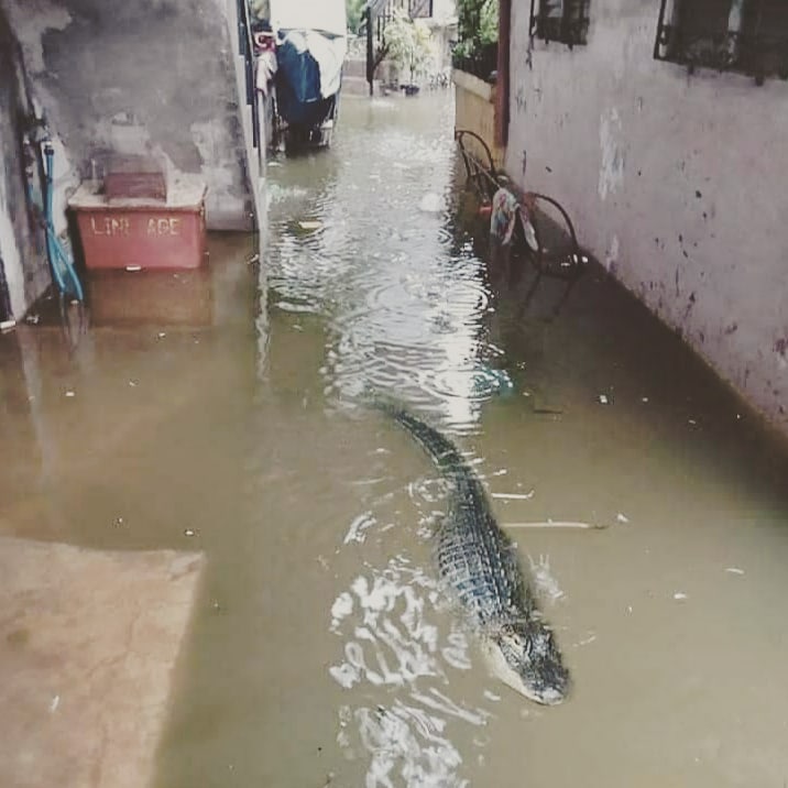 imSovanDas's tweet photo. ভোটের আগে দুয়ারে সরকার , ভোটের পরে দুয়ারে কুমির !
#westbengal #wb #rain #Twitter #crocodile #crocodile🐊 #sovanD #cityofjoy #medinipur #digha https://t.co/lEhL67bKtp