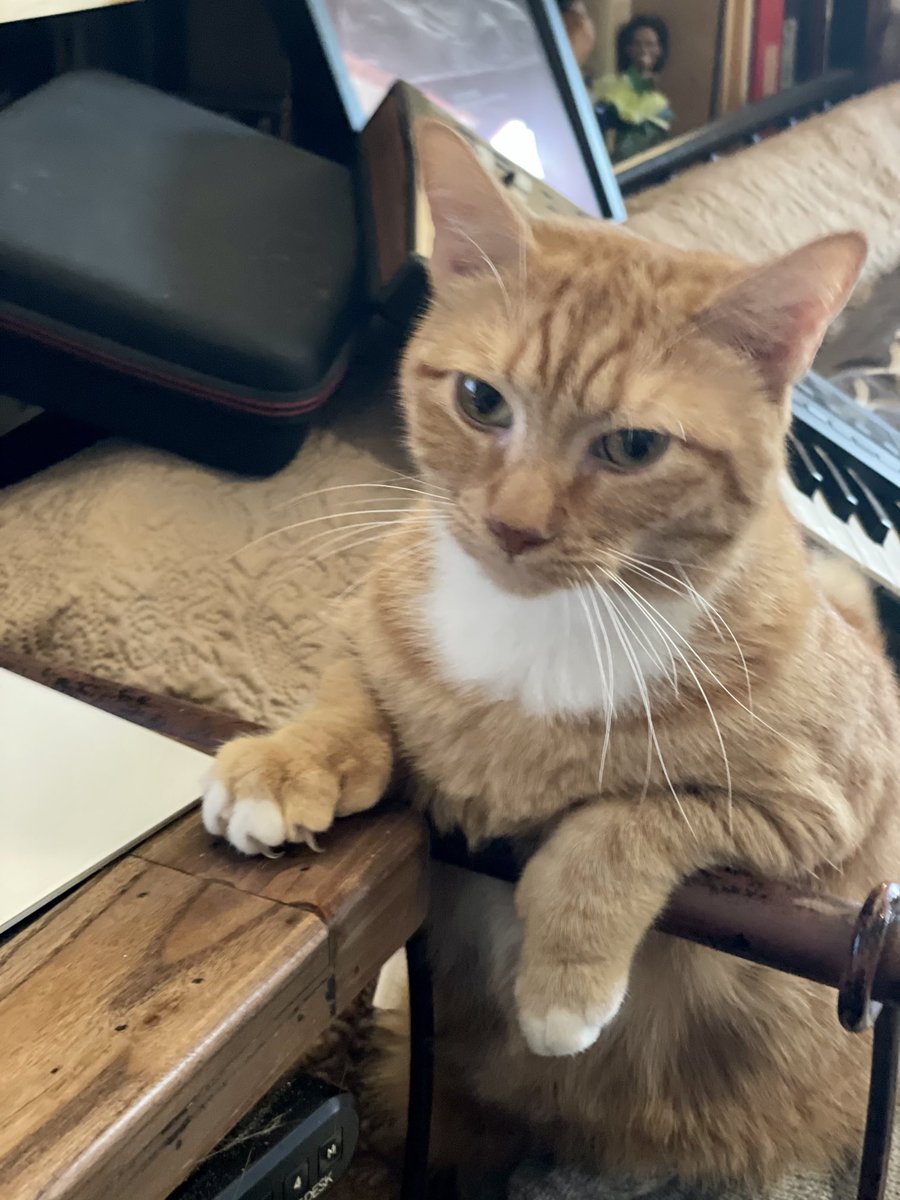 BandBeau's tweet photo. please please please please stop working and rub me please #rescuecats #cats #catsoftwitter https://t.co/QWPLdEYaOe