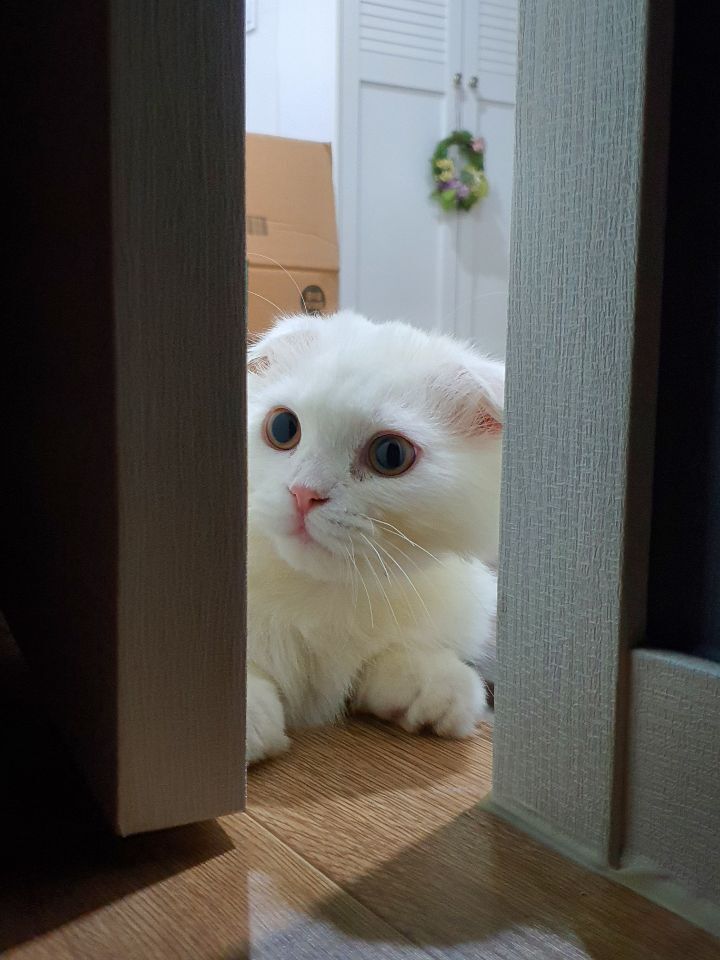 gyeowoolarchive's tweet photo. [#gyeowool] peek-a-boo https://t.co/aj7lSVA7PH