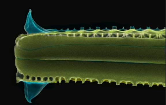 Dr. Tricia Thibodeau tweet media