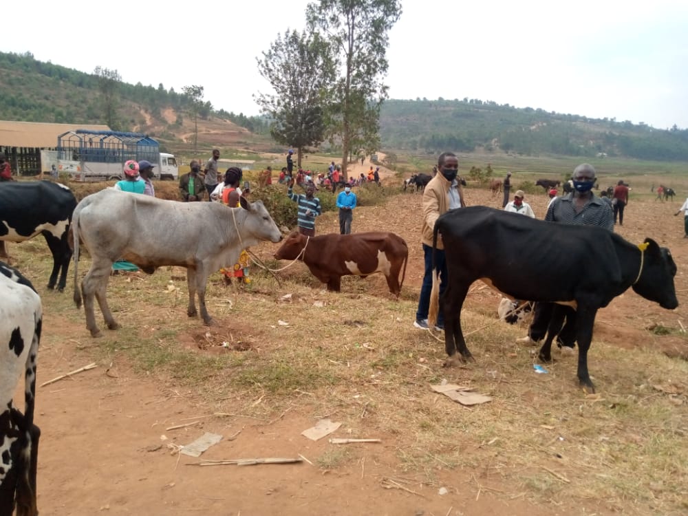 GisagaraDistr's tweet photo. Akagari ka Sabusaro mu Murenge wa #Kansi @GisagaraDistr kamaze kurangiza 100% umuhigo w'inka kuri buri rugo.
Ubu muri ako Kagari buri rugo rworoye inka.
@RwandaAgri @RwandaAgriBoard @JRutaburingoga https://t.co/V5wFxkCXBL