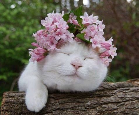 Blefairy's tweet photo. Some cats to light up your timeline : https://t.co/3lIjHCO7vO