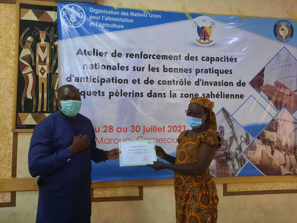 FAOCameroun's tweet photo. The training of phytosanitary agents in anticipation and control measures of desert locusts by @FAO ended this afternoon in #Maroua with the delivery of certificates of participation. They constitute the think tank for the development of a national emergency and intervention. https://t.co/NyAydV4Ibo