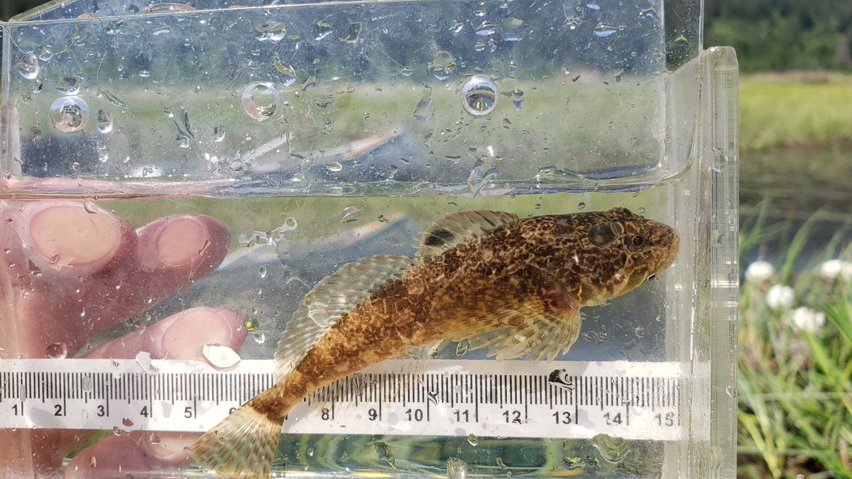 WatershedWatch_'s tweet photo. It's Fish ID Friday!
Take a guess at what species this is!
#fieldwork #fishID #FishIDFriday https://t.co/AZLsaVMBTA