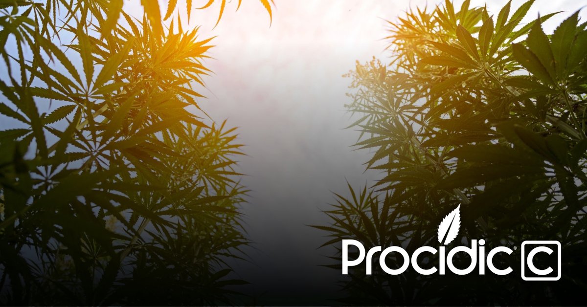 procidicc's tweet photo. Clear skies. Healthy plants. Can't lose. 

#ProcidicC 

🛍 https://t.co/7YJ4crfdsZ https://t.co/k8j5F52KwF
