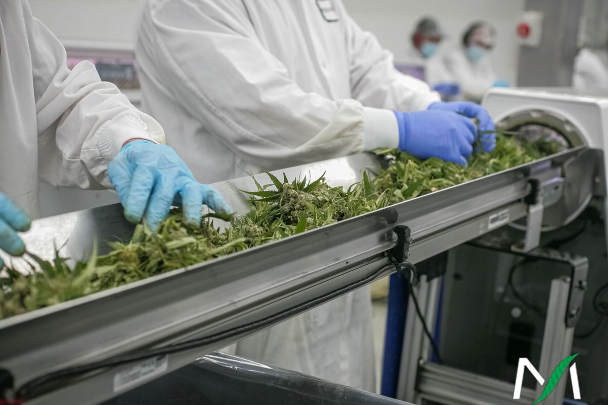 This kind of quality takes unrivaled focus and dedication. Here are some of the superstars that have a direct role in helping Medisun achieve its goal of producing Canada's finest cannabis
.
.
#cannabiscommunity #canadiancannabis #cannabisconnoisseur #marijuanaindustry