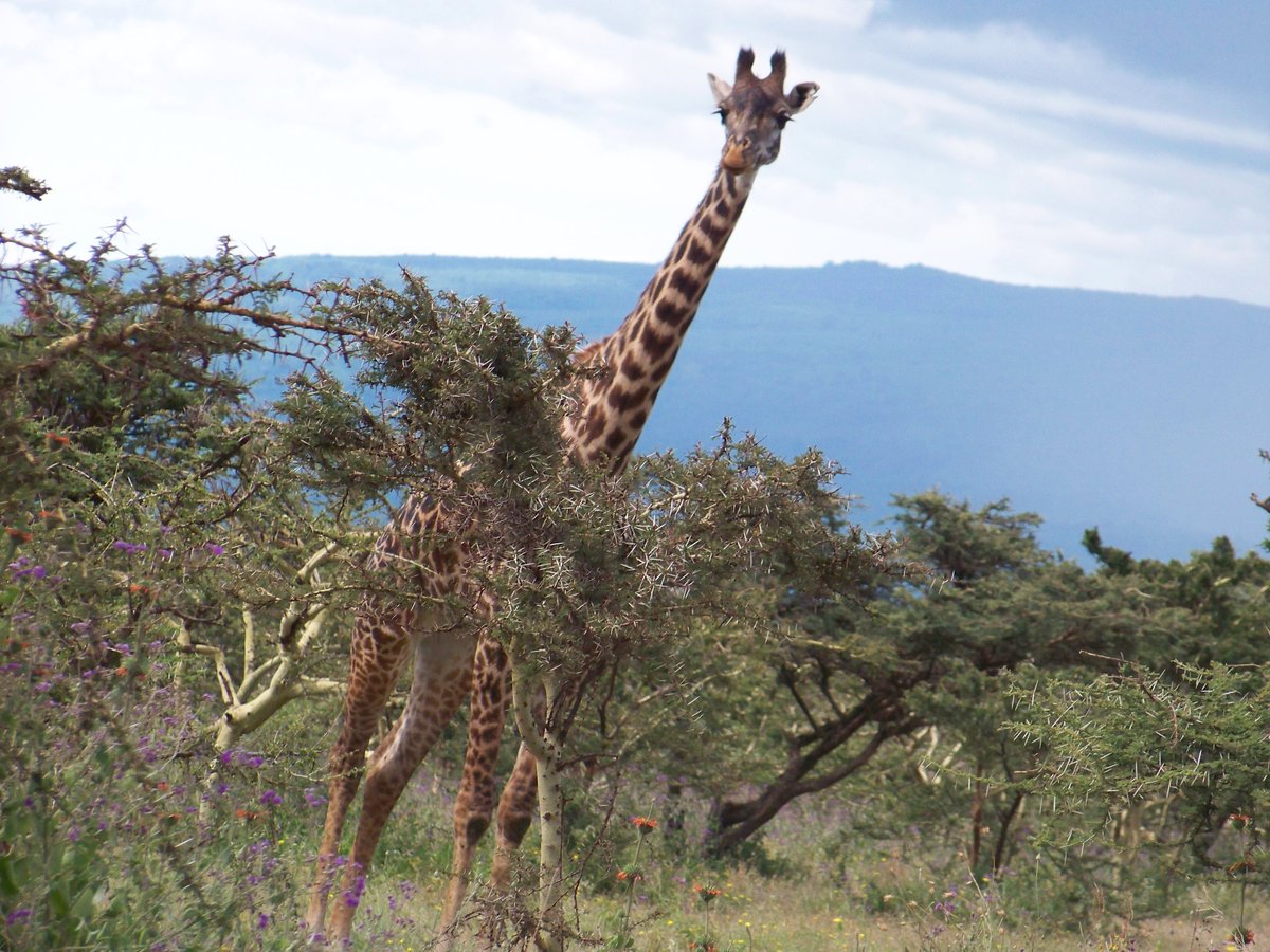 Flashback Friday - On a safari adventure in Northern Tanzania
#flashbackfriday #safari #theoutreachprogram