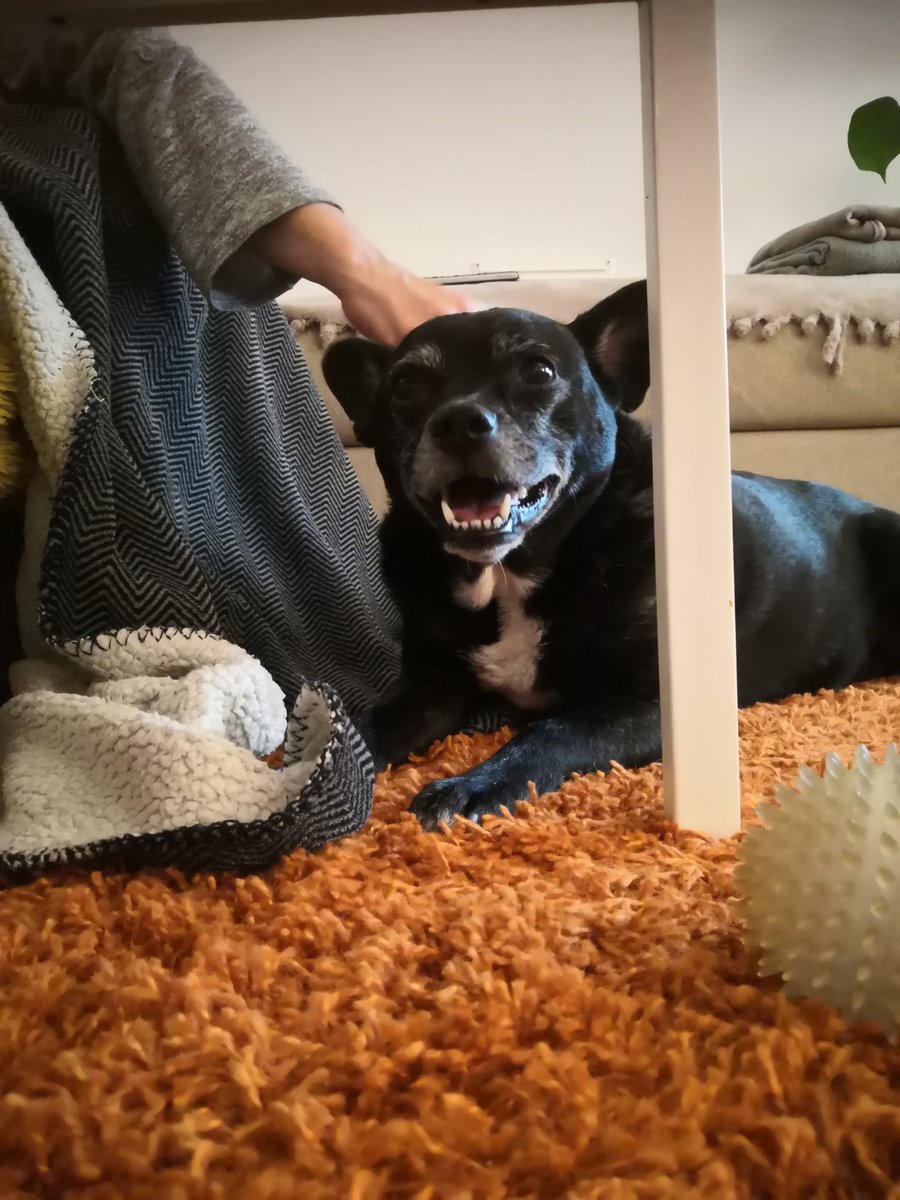 magdaoljejor's tweet image. Know the feeling, Toby! #SHARP2021&apos;s been amazing but intense! Brandy definitely seems pleased to see me detached from the screen at last 😉