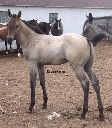 Garcia (Garcias Tuff Doc - AQHA #6078976) is a grullo roan. Garcia will mature to around 16 hands. He has a great personality and will be ready to be weaned anytime after late August. KruseFarm.com <a href="/farm_kruse/">KruseFarm</a> <a href="/CircleGallop/">GallopCircle</a> <a href="/CircleEquine/">EquineCircle</a> <a href="/AQHA/">AQHA</a>