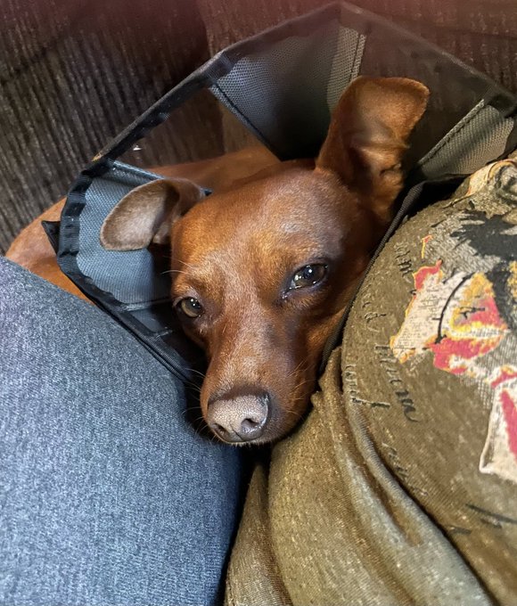 When you have to cancel your sessions for the day because the puppers feet got attacked by red ants.<a href="/tag/420day"class="tags"><span>#420day</span></a>