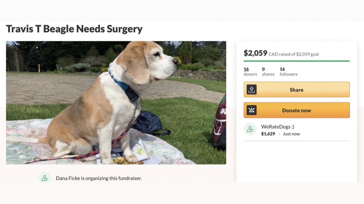 dog_rates's tweet photo. This is Travis. He thought the lump on his side was that pumpkin seed he ate finally starting to grow. Turns out it’s a growth that needs to be removed. We’ve covered the remaining cost of his surgery. Please consider getting pet medical insurance. It’s best to be puppared. 13/10 https://t.co/WnkYBuSoyW