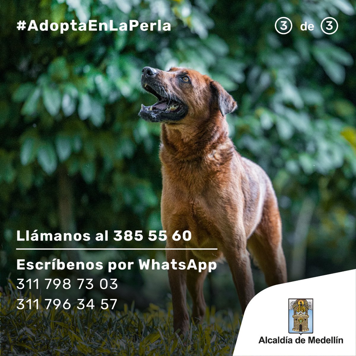 AlcaldiadeMed's tweet photo. #AdoptaEnLaPerla 
Este fin de semana puede ser la oportunidad para que uno de los 1.200 animales que hay en La Perla, pueda encontrar un hogar 🐾.
Prográmate para nuestras jornadas de adopción y enamórate de uno 🥰🐶. https://t.co/zZOSpkyK6g