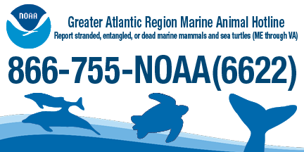 NOAAFish_GARFO's tweet image. We've heard from our partners @wbws that they've seen an unusually high # of loggerhead turtle deaths due to vessel strikes in July. Please slow down &amp;amp; keep your eyes out for these endangered turtles! Call our hotline if you see an injured turtle.