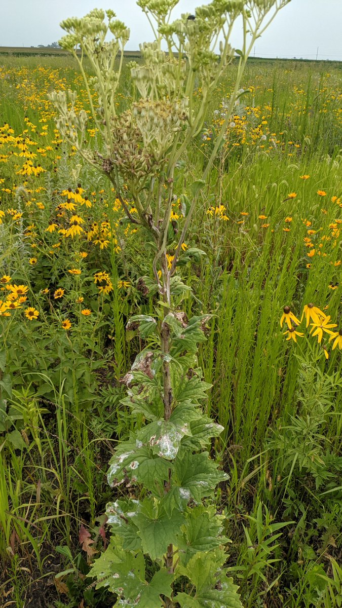 Prairie plantain acts as a bird perching site at our new restoration.