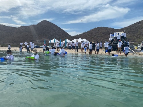 CONABIO's tweet photo. 🔰🔶 #BoletínCONABIO 🔶🔰

Liberan 20 mil crías de #Totoaba en #BajaCaliforniaSur.

Por sexta ocasión Earth Ocean Farms participa en el repoblamiento de la Totoaba en el Mar de Cortés con crías reproducidas en cautiverio.

https://t.co/sW7hYOAvGc https://t.co/eQzzAkMHu1