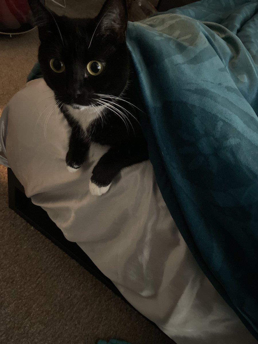 AdventuresLilo's tweet photo. I love making the bed difficult for my human #liloadventures https://t.co/hfIebwkrLo