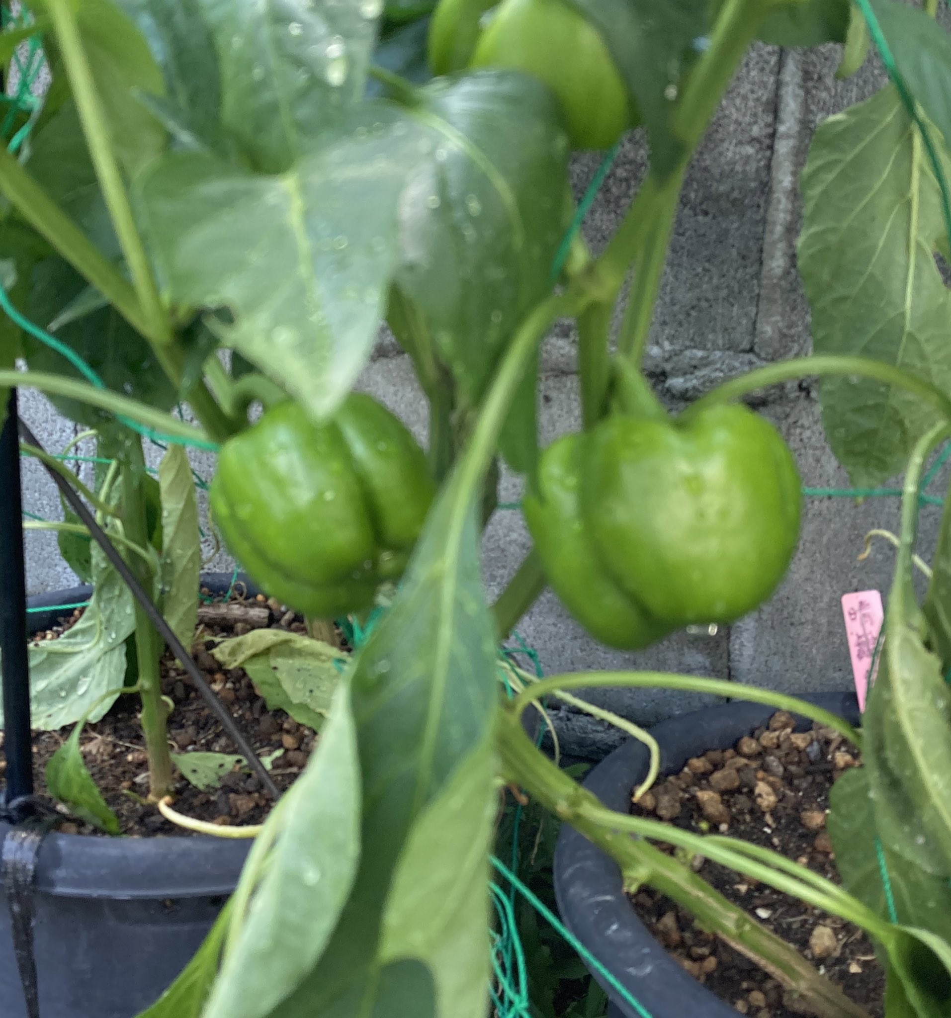 Kurupetaso ん これって虫ですですよね 探したけど見つからず 何の仕業でしょうか こんな葉っぱがあちらにもこちらにも 実は被害にあってません パプリカ ピーマン ピーマンの葉 T Co U4msnqlabi Twitter