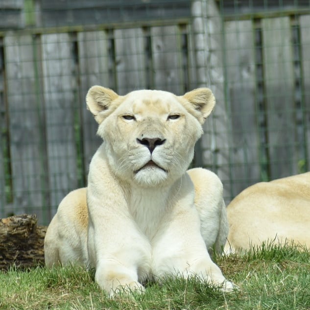 RubiniPrincess's tweet photo. @TheBigCatSanct https://t.co/Z0yF5l3aGd