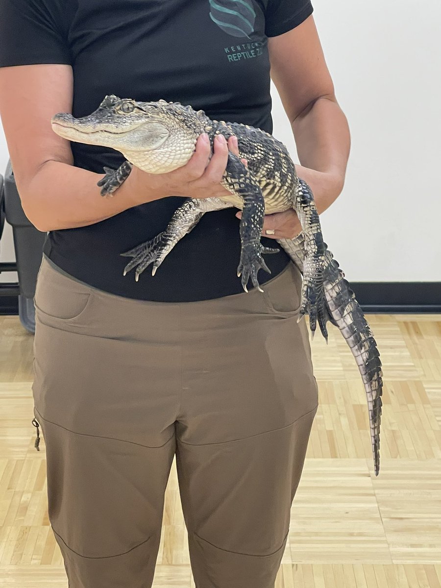 EKUCampusRec's tweet photo. The final week of #ColonelsCamp ended with a visit from the Kentucky Reptile Zoo. We really enjoyed learning about all the different animals 🐍🐢🦎🐊
See you next summer 😎 #CampusRecreation #YouthPrograms #GoBigE #EKU #FutureColonels https://t.co/nKepBruZzW