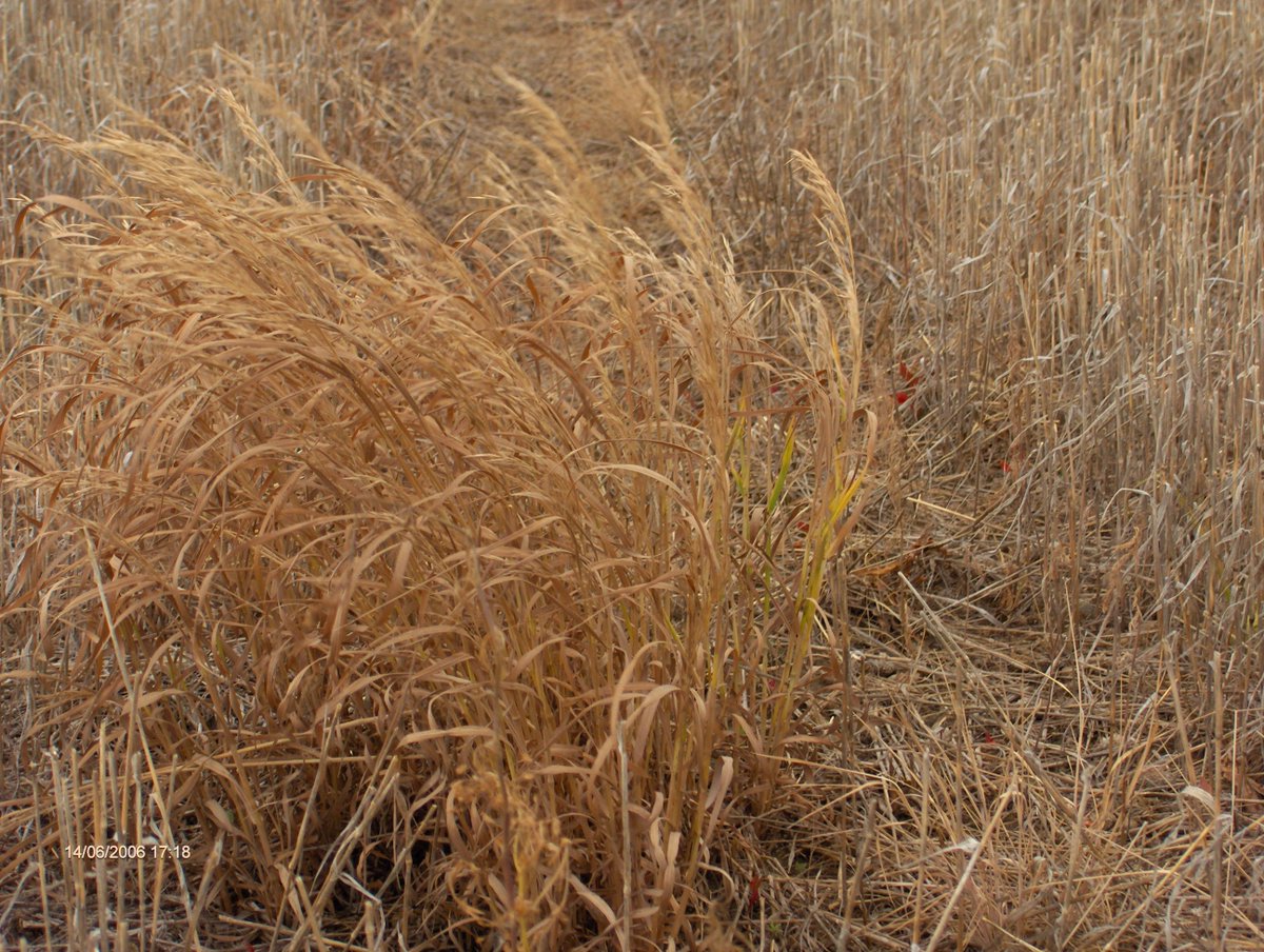 omexag's tweet photo. Have hard water, why don't you #pHix it? Contact your local #AgRetailer and get the #WaterConditioner that lowers pH and reduce hardness. You could be harvesting sooner. With this drought some areas wouldn't need #dessication but hard to kill weeds are everywhere #Harvest21 https://t.co/GbrFWpLA5l