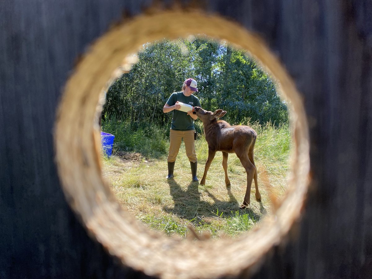 We're hiring an Animal Care Assistant for this fall/winter! 

yuwin.ca/jobs/73887155-…
#MeetTheNorth #YukonWildlife #CoolJobs