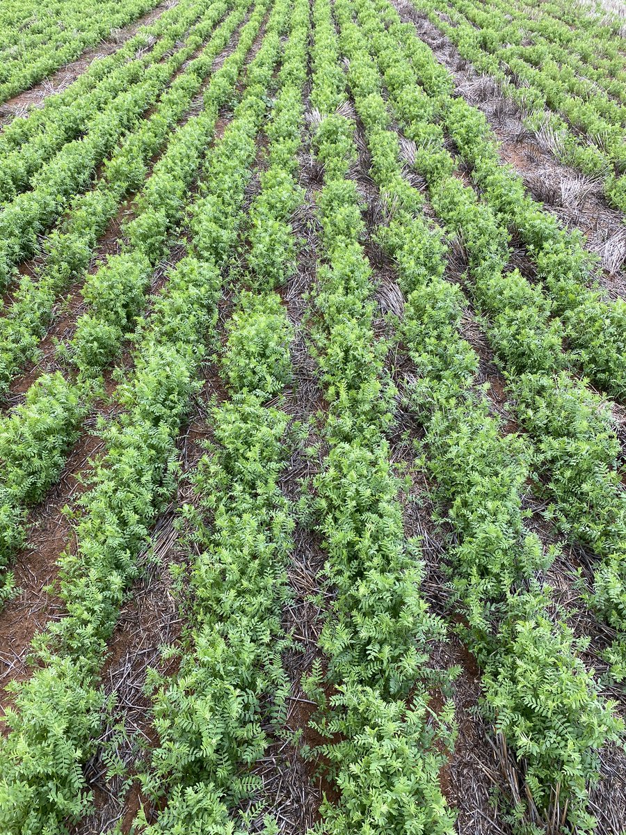 Alex Gill tweet media