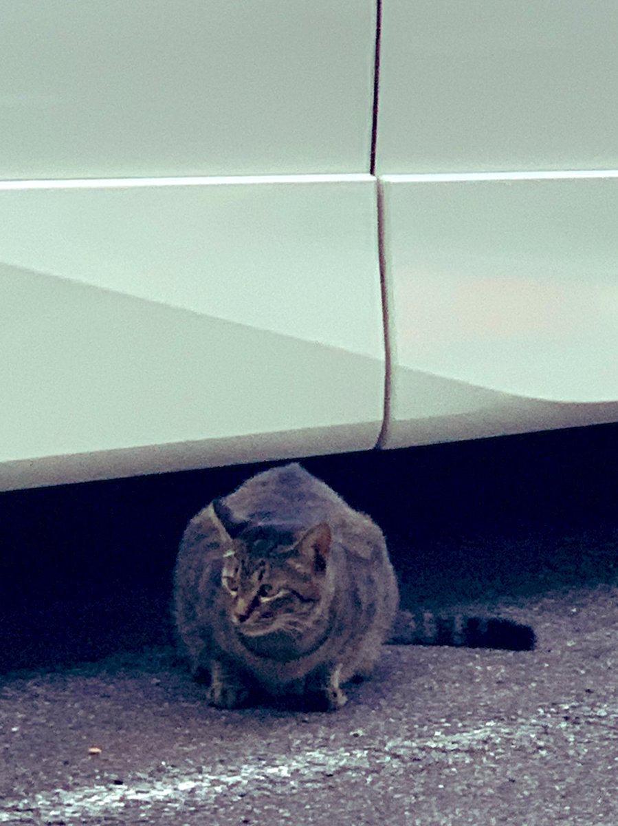 電球&amp;LED、ルーバーとニコちゃん大王、米子は摩訶不思議シティでした。ねこりんも多かった。