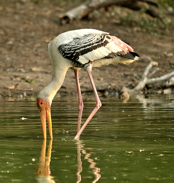 prernao2's tweet photo. Reflections #Birds #Nature #wildlife #PaintedStork 
@WorldofWilds @IndiAves #Luv4Wilds https://t.co/RZ2vxPwoPP