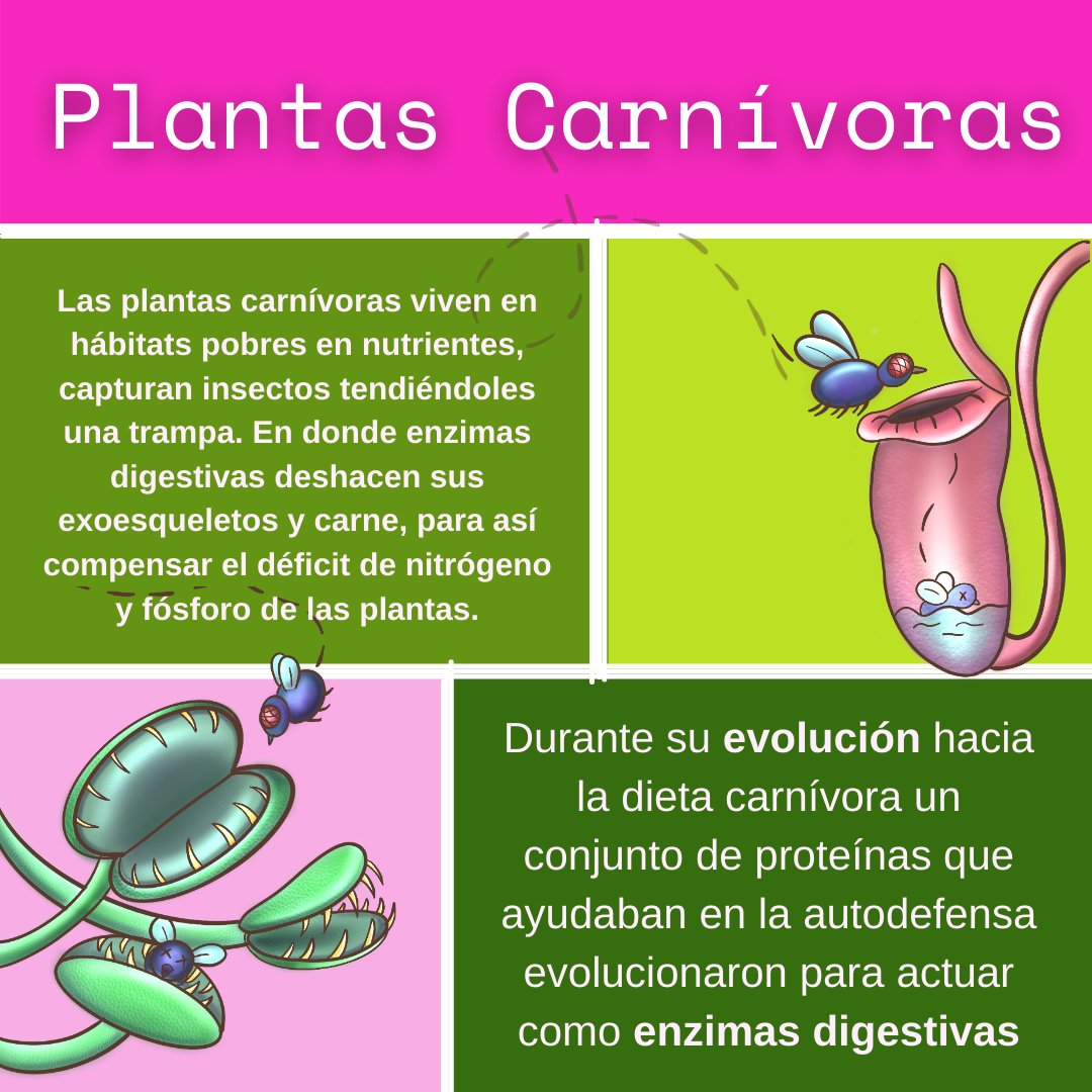 IEcologiaUNAM's tweet photo. Las plantas carnívoras son de los organismos que más despiertan nuestra curiosidad. Distintos géneros de plantas carnívoras y de la existencia de la heterotrofia (organismos que necesitan consumir a otros para obtener energía) en estas planta. https://t.co/qEKZkVR2pj