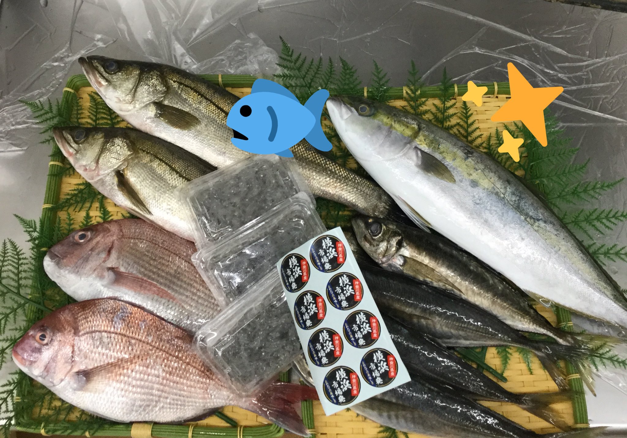 サミットストア新川崎店 横浜市場直送生鮮魚 横浜港 より水揚げされた新鮮なお魚を通常の納品ルートではなく特別便 にていち早く店舗へお届け 本日は5 種類 わかし お刺身 塩焼き 照焼き すずき お刺身 ムニエル まあじ 大 お刺身