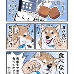 薬を食べたくない犬と食べさせたい私の三日間戦争w勝者はどっち？