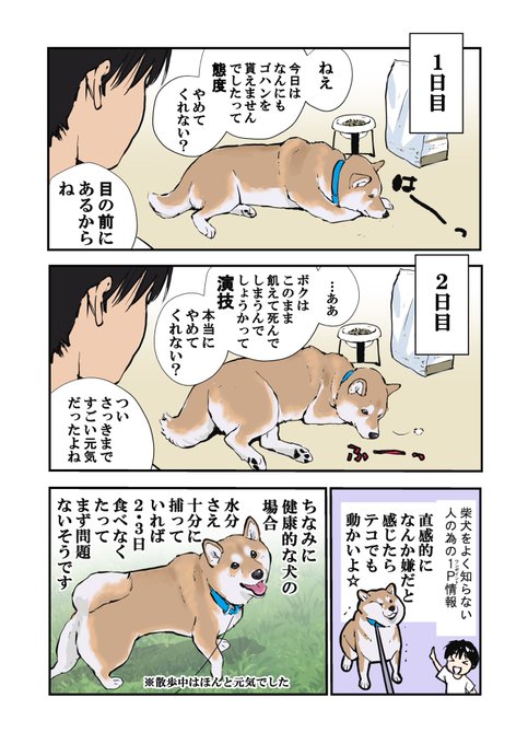 漫画 犬と私の三日間戦争 に爆笑と共感の声 薬を食べない柴犬に ウチだけじゃないのか まいどなニュース